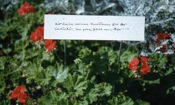 SAFFA 1958: "Dankesschrift" - Schild in Blumenbeet mit Aufschrift "Wir danken unseren Ehemännern für ihr Verständnis, ihre grosse Geduld und Hilfe"; Zürich