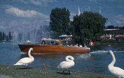 SAFFA 1958: Passagierschiff, Schwäne