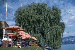 SAFFA 1958: Aussichtsterrasse