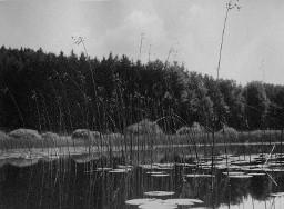 Landschaft - See mit Seerosenblättern