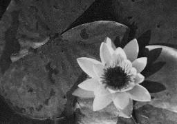 Grossaufnahme einer Seerose