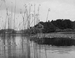 Landschaft - See mit Schilf