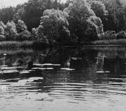 Landschaft - See mit Seerosenblättern