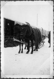 Album Alfred Brauchli, Teil 3/3, Ärzte- und Pflegermission des Schweizerischen Roten Kreuzes an der Ostfront, Winter 1942/1943: "Bahnhof Jassinowataja. Rumänische Soldaten beim Ausladen"