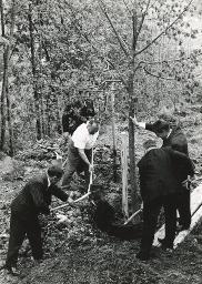 Seminar- und Ferienhaus Lindenbühl Trogen, vier Männer pflanzen eine Linde, 06.06.1970