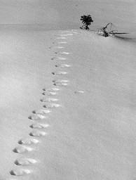 Spuren in Schneelandschaft
