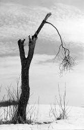 Verkümmerter Baum in Schneelandschaft