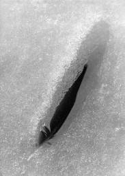 Vogelfeder im Schnee