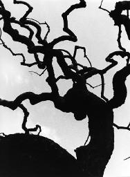 Knorriger alter Baum im Gegenlicht