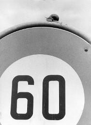 Schnecke auf Verkehrsschild Höchstgeschwindigkeit 60