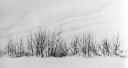 Sträucher in Winterlandschaft