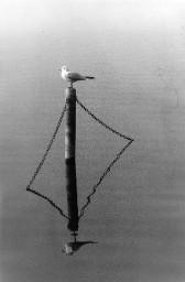 Vogel auf Metallmast in Gewässer sitzend