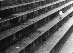 Möwe auf Treppe