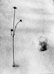 Blume im Schnee
