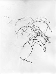 "Wirrwar", eingeschneiter Stacheldraht