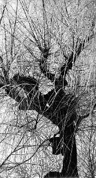 "Rauhreifgrafik", Baum im Rauhreif