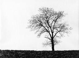 Alleinstehender Baum auf Feld