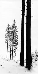 Winterliche Waldlandschaft
