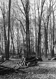 Gesägtes und gestapeltes Holz in einem Laubwald