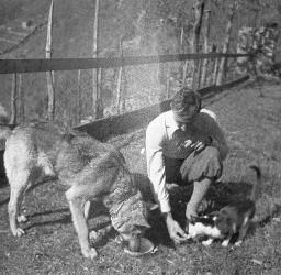 Gerold Meyer, draussen eine Katze fütternd; links von ihm steht ein Schäferhund und frisst aus einer Schale, 1930er Jahre