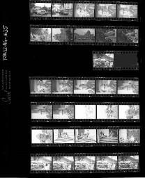 SMUV-Zeitung, Fotoarchiv Negative: Fritz Steinmann, Langenthal / Tauben / Diverses, Aug. 1991