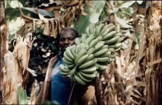 "La SOCABE, c'est l'affaire des paysans de Bérégadougou" - Tonbildschau (vorhanden: 36 Dias, Ton, Text), um 1985