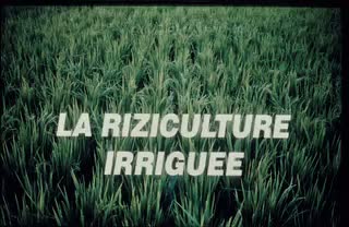"La riziculture irriguée (Mali)" - Tonbildschau (vorhanden: 36 Dias, Ton, Text)