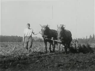 Pflanzwerk (ca. 1948)